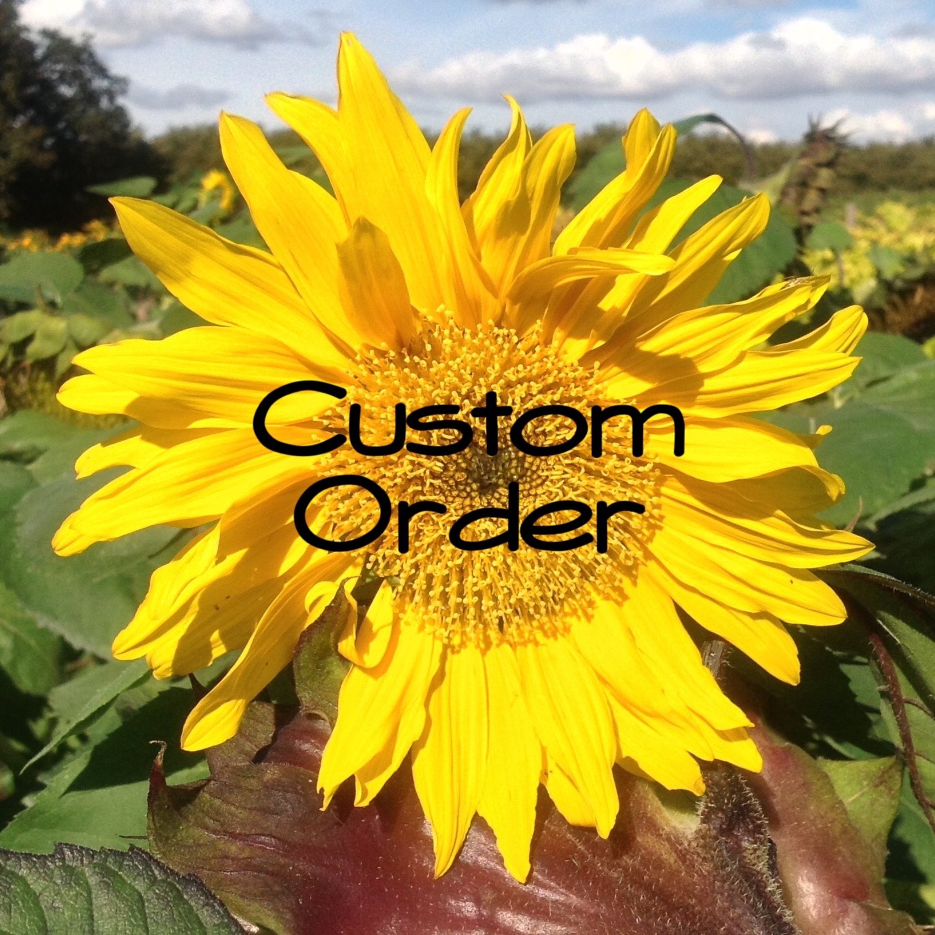 Reserved Sunflower Spinner